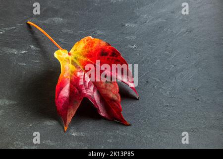 La feuille d'un Parthenocissus tricuspidata veitchii en couleurs automnales isolées sur un fond gris foncé. Banque D'Images