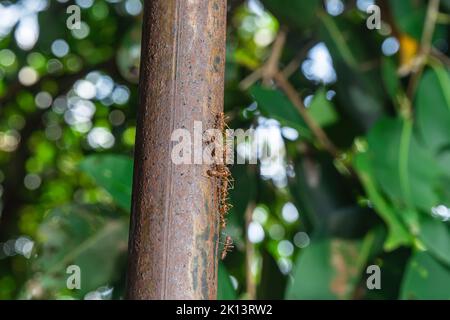 Les fourmis rouges marchant sur un poteau de fer sur un fond de nature. Banque D'Images