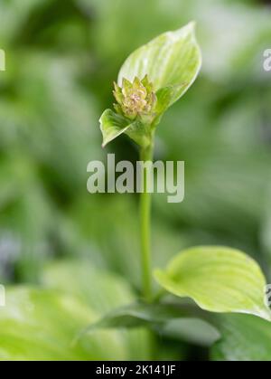 HostA bouton de fleur avant la floraison. Plante ornementale sur un fond flou dans le jardin. Gros plan de l'hôte funkia. Banque D'Images