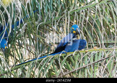 Perroquet de jacinthe ou perroquet de jacinthine, Anodorhynchus hyacinthinus, adulte unique perché dans l'arbre et se nourrissant de fruits, Pantanal, Brésil Banque D'Images