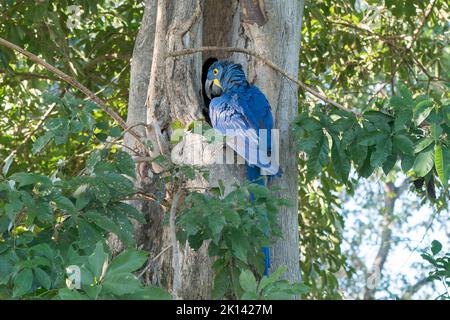 Perroquet de jacinthe ou perroquet de jacinthine, Anodorhynchus hyacinthinus, adulte unique perché dans un arbre près du trou de nid, Pantanal, Brésil Banque D'Images