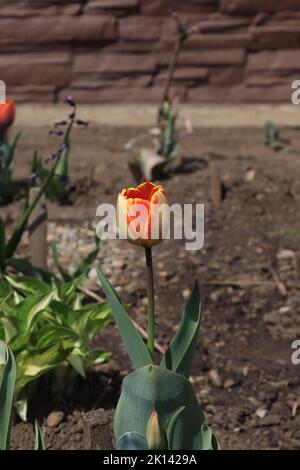 Un regard plus en détail sur un type différent de tulipe qui a des couleurs mélangées Banque D'Images