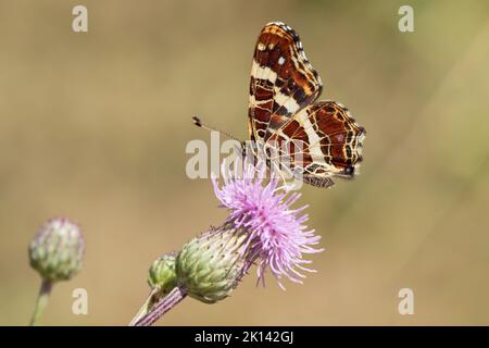 Carte papillon (Araschnia levana). Couvain d'été. Banque D'Images