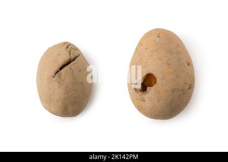 pommes de terre abîmés ou mauvaises isolées sur fond blanc, signes de détérioration dans les pommes de terre, les insectes mangeait des légumes malsains Banque D'Images