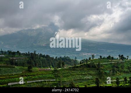 Zone agricole sous forme de terrasses plantées de légumes et plusieurs arbres, a un fond de montagne avec brouillard épais et des villages sur le slop Banque D'Images