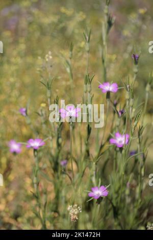 Botte de maïs en fleurs (Agrostemma gitago). Banque D'Images