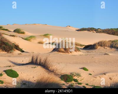 Des montagnes sablonneuses avec une végétation locale et un ciel bleu le soir. Cresmina Dunes fait partie du système de dunes Guincho - Oitavos, Portugal. Banque D'Images