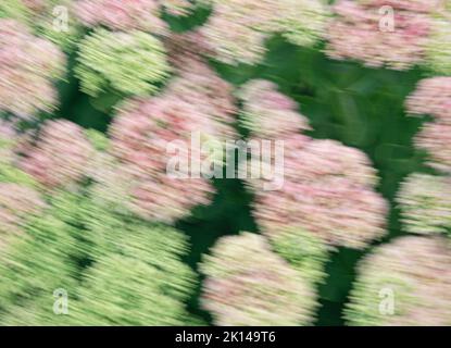 Une zone de fleurs de Sedum est floue avec une caméra mobile et une exposition lente pour faire cette vue abstraite, dans un jardin de banlieue, Wwill County, Illinois Banque D'Images