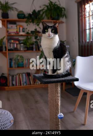 Un jeune chat noir et blanc est assis sur un poteau à gratter dans le salon et pose Banque D'Images