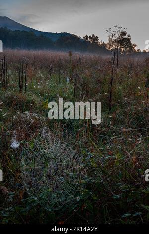 Des toiles d'araignée recouvertes de rosée remplissent un pré matinal à Cades Cove, dans le parc national des Great Smoky Mountains, comté de Blount, Tennessee Banque D'Images