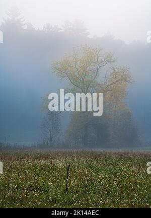 Un noyer (Juglans nigra) rayonne sa couleur d'automne dans le brouillard et la brume, Cades Cove, parc national des Great Smoky Mountains, TN Banque D'Images