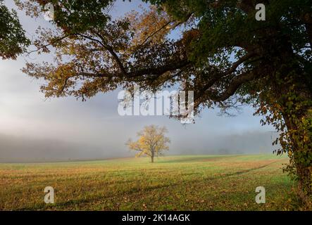 Un noyer unique (Juglans nigra) présente sa splendeur d'automne à Cades Cove, dans le parc national des Great Smoky Mountains, Tennessee Banque D'Images