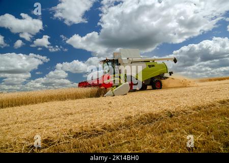 Russie, Kazan - 5 août 2020 : moissonneuse-batteuse Claas récolte une récolte d'orge Banque D'Images