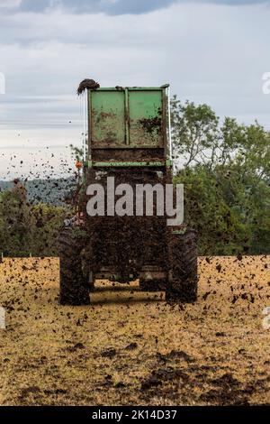 Agriculture moderne. Épandage de fumier avant le labour. Banque D'Images