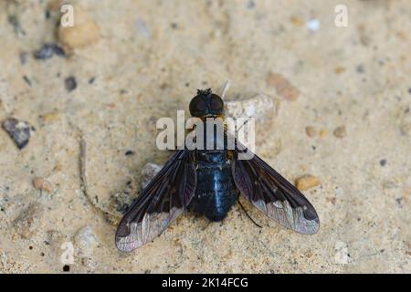 Gros plan détaillé sur une mouche noire de parasite, la mouche à abeille à voile noir, Hemipenthes velutina, avec des ailes ouvertes Banque D'Images