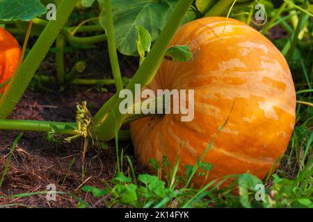 La citrouille d'orange pousse dans le jardin lors d'une journée d'automne ensoleillée, en gros plan photo en plein air Banque D'Images