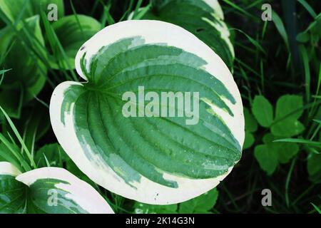 Feuille blanche verte de Hosta. C'est un genre de plantes communément connu sous le nom d'hostas, de lys plantain et parfois par le nom japonais giboshi Banque D'Images