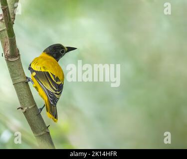 Oriole à tête noire reposant sur une branche Banque D'Images