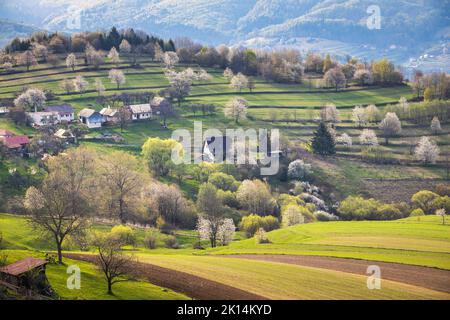 Motif paysage rural de printemps. Arbres fruitiers en fleurs, champs et prairies herbeuses dans la campagne vallonnée. Le village de Hrinova en Slovaquie, en Europe. Banque D'Images