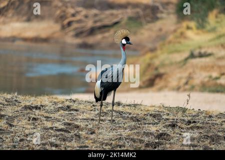 Un gros plan d'une merveilleuse grue à couronne grise sur la rive sablonneuse de la rivière africaine Banque D'Images