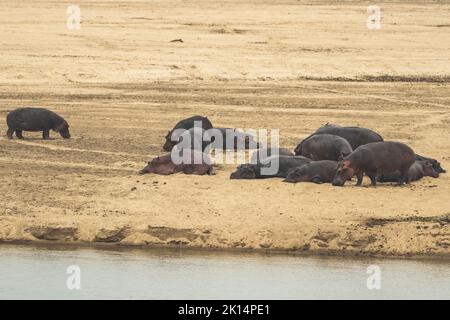 Une vue incroyable d'un groupe d'hippopotames reposant sur les rives sablonneuses d'une rivière africaine Banque D'Images