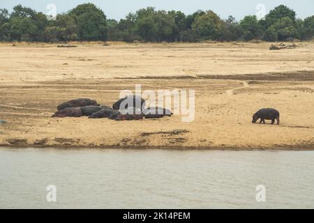 Une vue incroyable d'un groupe d'hippopotames reposant sur les rives sablonneuses d'une rivière africaine Banque D'Images