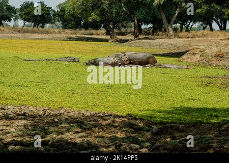 Une vue incroyable d'un groupe d'hippopotames se reposant dans un lagon africain Banque D'Images