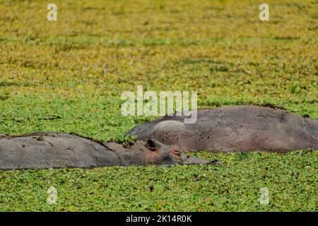 Une vue incroyable d'un groupe d'hippopotames se reposant dans un lagon africain Banque D'Images