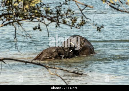 Un gros plan étonnant de deux énormes éléphants qui se battent dans les eaux d'une rivière africaine Banque D'Images