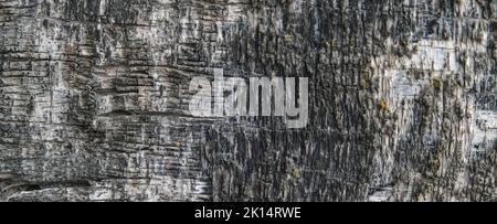 La texture du vieux contreplaqué. L'arrière-plan est constitué d'un vieux arbre avec de la mousse. Vue de dessus du contreplaqué endommagé dans le temps. Contreplaqué de bannière. Banque D'Images