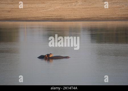 Une vue incroyable d'un groupe d'hippopotames se reposant dans une rivière africaine Banque D'Images