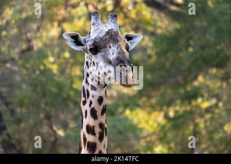 Un gros plan de la face d'une immense girafe mangeant dans le Bush Banque D'Images