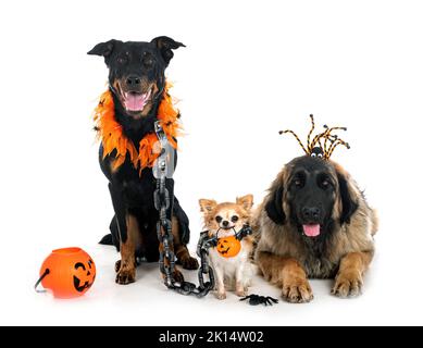 chiens pour halloween devant un fond blanc Banque D'Images