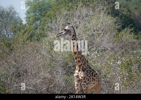 Un gros plan d'une immense girafe mangeant dans le Bush Banque D'Images