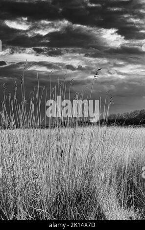 Matin dans les roseaux, Walberswick, Suffolk, Royaume-Uni. Noir et blanc Banque D'Images