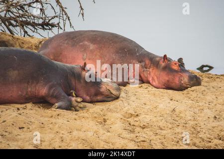 Une vue incroyable d'un groupe d'hippopotames reposant sur les rives sablonneuses d'une rivière africaine Banque D'Images