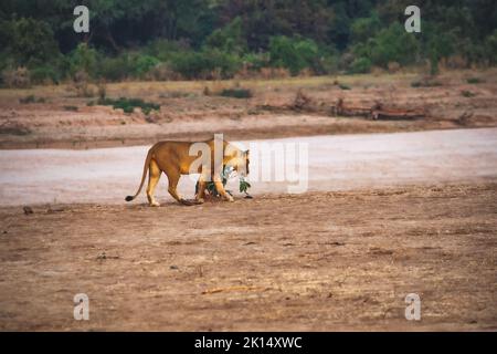 Un gros plan d'une belle lionne se déplaçant le long de la rive de la rivière Banque D'Images