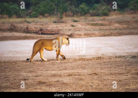 Un gros plan d'une belle lionne se déplaçant le long de la rive de la rivière Banque D'Images