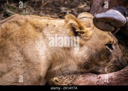 Un gros plan d'une belle lionne se nourrissant d'un bison fraîchement tué. Banque D'Images