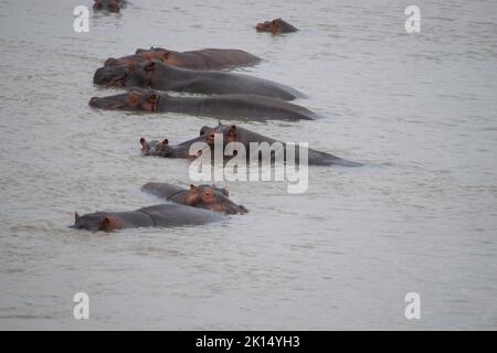 Une vue incroyable d'un groupe d'hippopotames se reposant dans le fleuve africain Banque D'Images