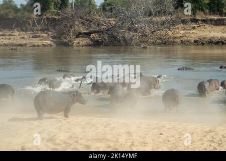 Une vue incroyable d'un grand groupe d'hippopotames qui s'invente dans les eaux d'une rivière africaine Banque D'Images