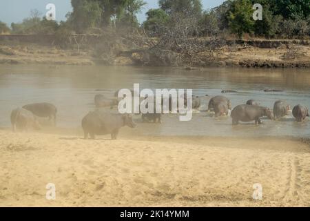 Une vue incroyable d'un grand groupe d'hippopotames qui s'invente dans les eaux d'une rivière africaine Banque D'Images