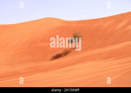Dunes de sable et plantes désertiques les sables de Wahiba, le magnifique désert d'Oman Banque D'Images