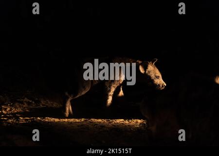 Un merveilleux petit gros plan de l'hyena-cub tachetée dans la savane pendant la nuit Banque D'Images