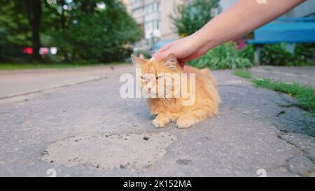 Homme main de gros plan petting sans-abri chat qui se repose sur la route. Banque D'Images