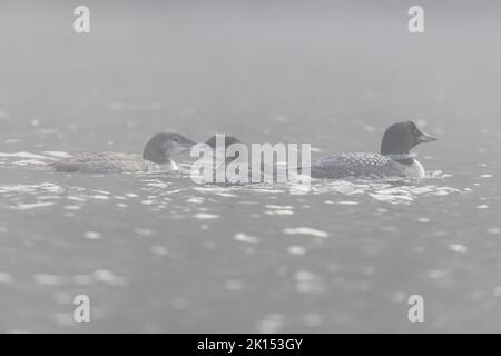 Famille de huards communs ou grand plongeur du nord (Gavia immer) le matin brumeux Banque D'Images