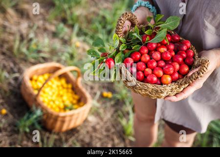 Femelle paysanne cueillant des fruits de prune mirabelle jaunes et rouges dans un panier en osier. Récolte dans le verger Banque D'Images