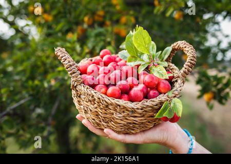 Prunes mirabelle rouges récoltées dans un panier en osier. Femme qui récolte des fruits dans le verger Banque D'Images