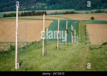 Arbres plantés dans une allée. Filet de protection à l'arrivée des fruits. Ferme biologique à la campagne. Coupe-vent dans les champs et agriculture durable Banque D'Images