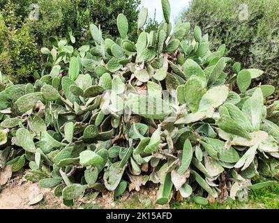 Un cactus géant à la poire pousse parmi les arbres. Les feuilles de Cactus sont défigurées par des signes vandales. Banque D'Images